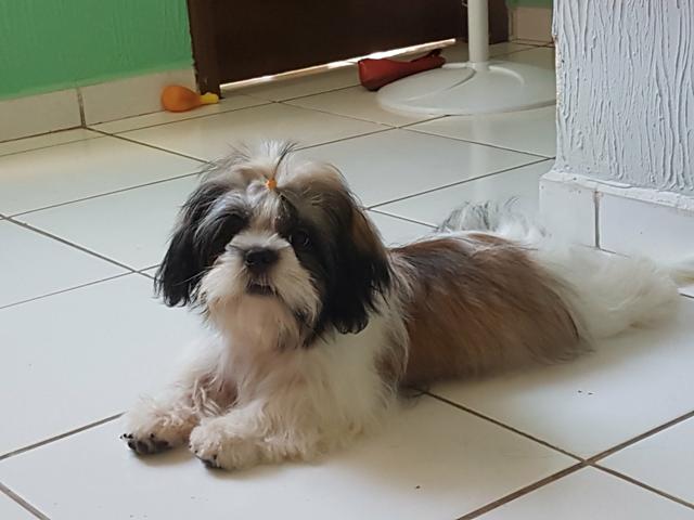 Lhasa apso