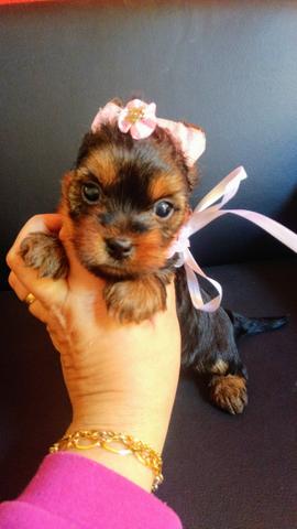 Linda Yorkshire terrier mini (12x no cartão de crédito)