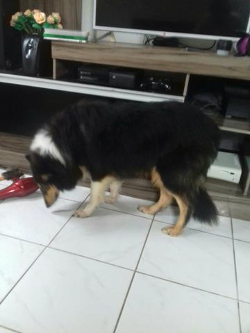 Linda femea de Pastor de shetland