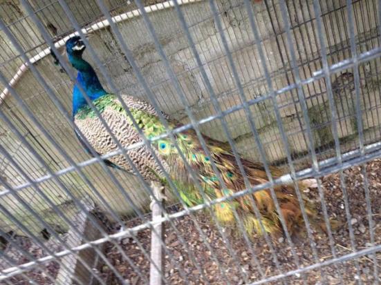 Lindos Pavões Disponíveis