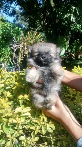 Lulu dá Pomerânia anão Black e laranja sable