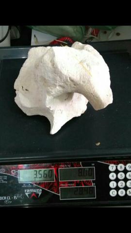 Rocha sansibar ciclídeos