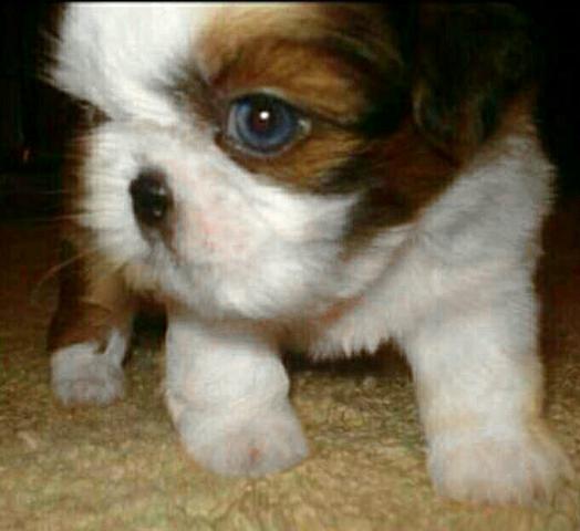 Shih tzu micro macho lindo de olhos azuis