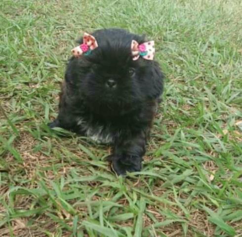 Shihtzu fêmeas Ribeirão Preto