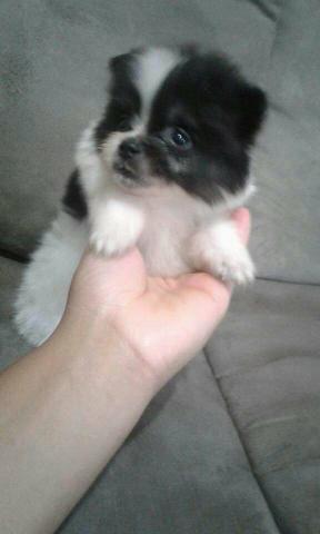 Spitz alemão machos