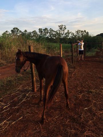 Vendo Potra quarto de milha