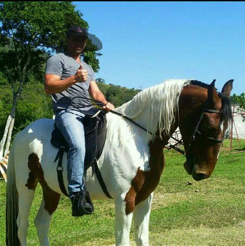 Vendo lindo cavalo campolina Pampa