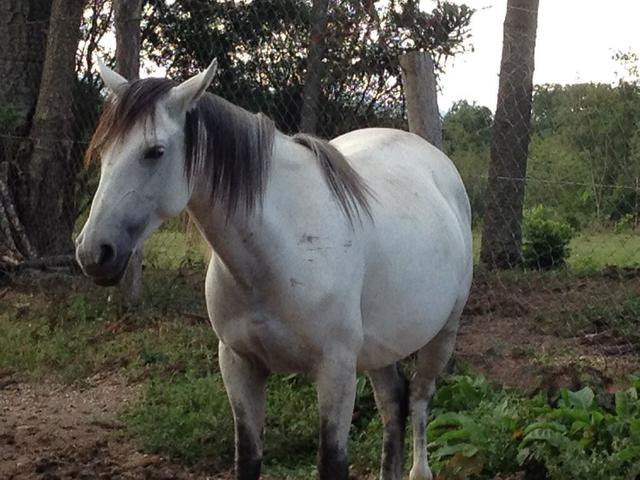 Égua crioula com documento