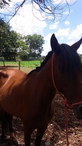 Égua manga larga mineira