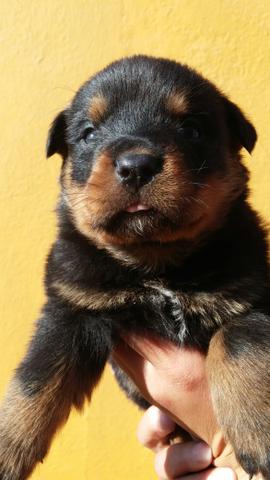 Bb rottweiler promoção