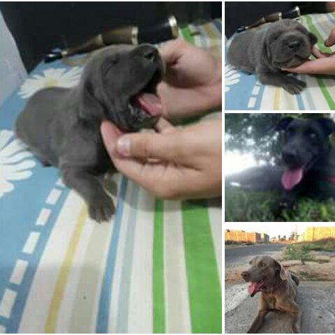 Cachorro de caça 12 dias reserve o seu ainda resta 3 machos