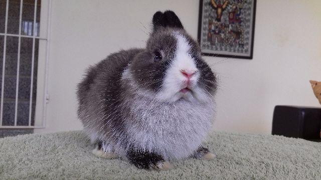 Coelho Anão Netherland Dwarf