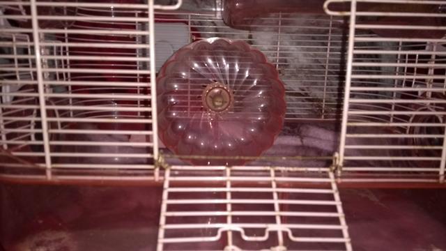 Gaiola para roedores hamster