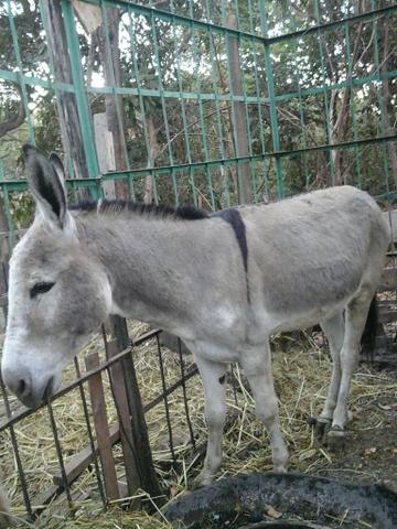 Jumento porte médio