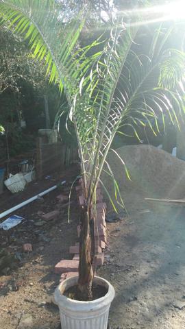 Linda palmeira entrega grátis