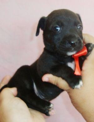 Pinscher X FOX CONTATO:  WHATSS