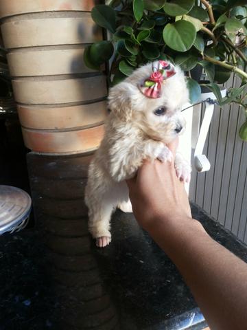 Poodle toy com micro fêmea