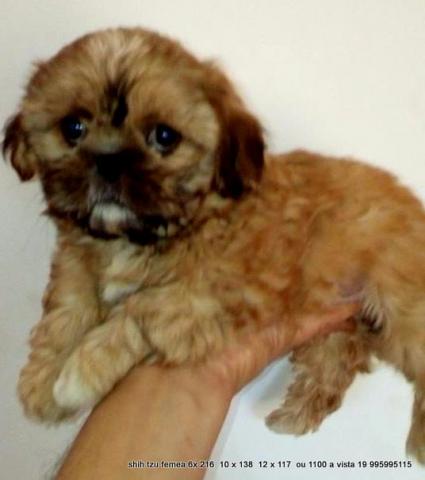 Shih Tzu,Belissimas femeas, Entregamos