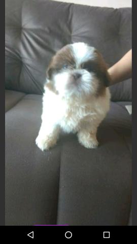 Shih Tzu femea pronta entrega