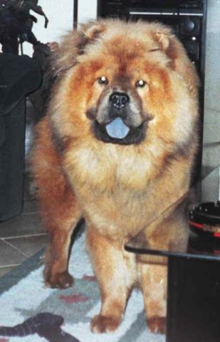 Barato Chow-chow 1 ano e meio femea docil