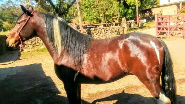 Cavalo Manga larga Paulista -