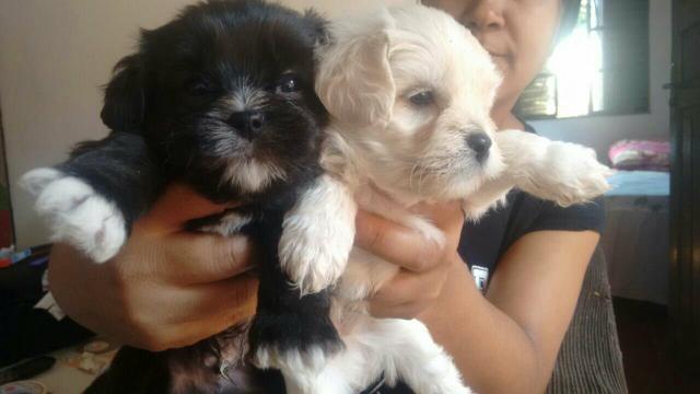 Disponível somente machos