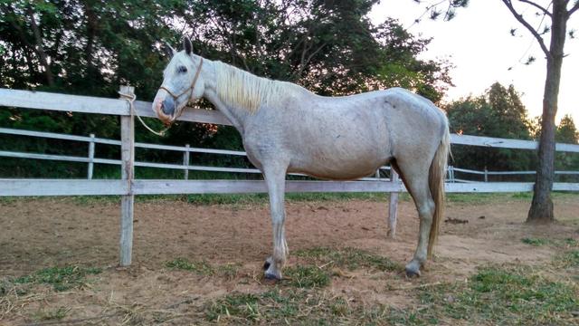 Egua Mangalarga Marchador