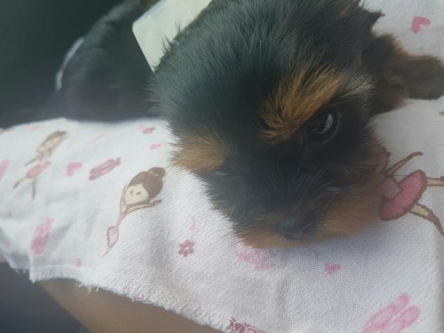 Linda femea de Yorkshire mini