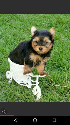 Lindos bbs york shirier