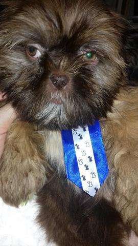 Machos Shih tzu olhos claros