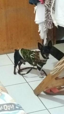 Pinsher puro, número 1,para cruzar