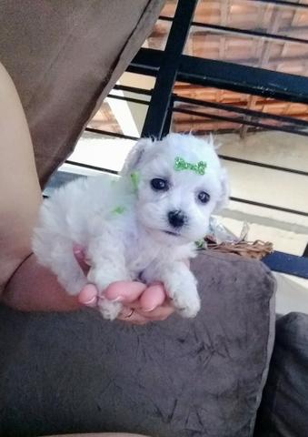 Poodle mini fêmea e macho