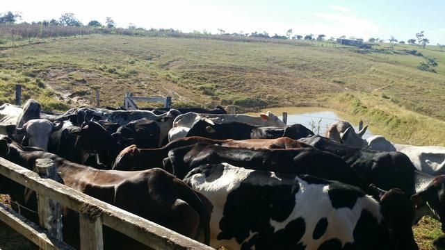 VENDO EXCELENTE LOTE de VACAS LEITEIRAS |Com 18 Vacas| |A