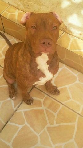 Vendo PitBull rede nose 6 meses