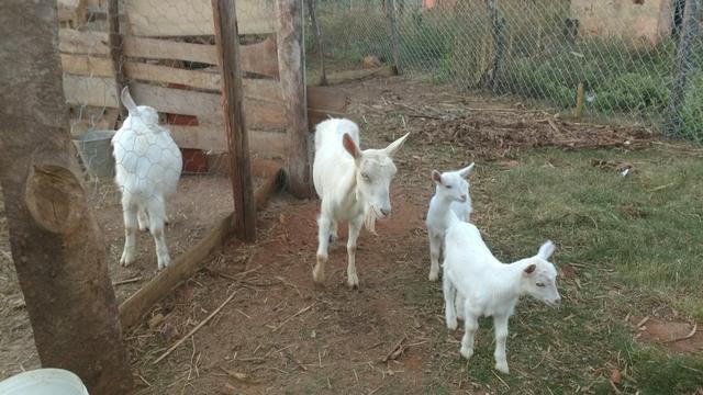 Vendo uma casal de cabra e duas cabritinhas