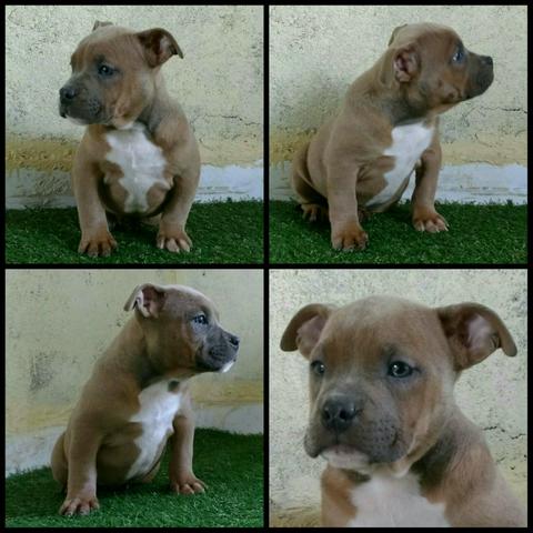 American Bully