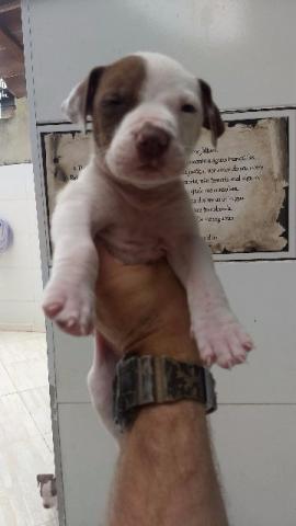 American Pit Bull Terrier Red Nouse