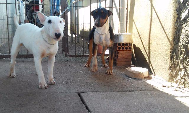 Bull Terrier Inglês