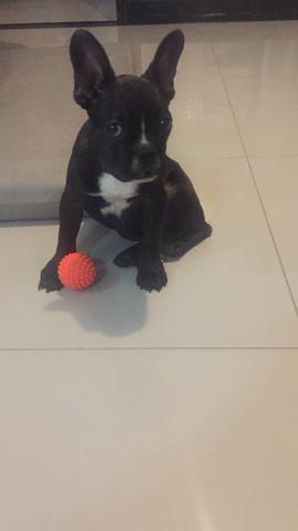 Bulldog Francês