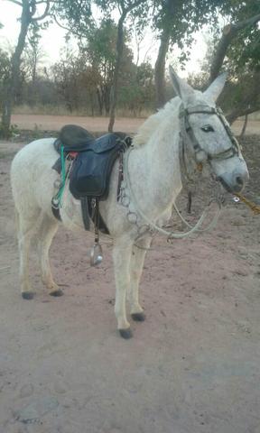 Burro 6 anos