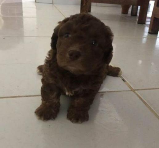 Cachorro para doação URGENTE!!!