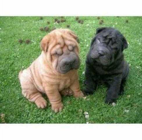 Casal de sharpei com 50 dias vacinados