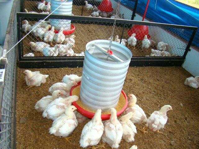 Comedouros e Bebedouros