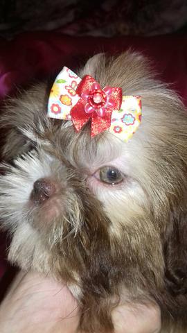 Fêmea Shih tzu olhos claros