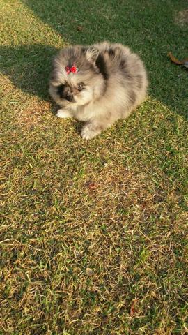 Fêmea de lulu da pomerania merle de olhos azuis