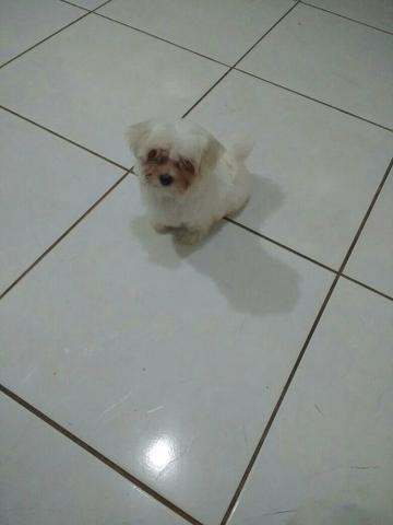 Grande promoção de maltês