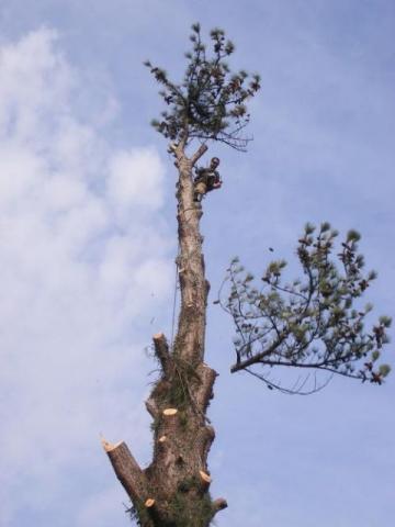 Green corte e poda de arvore e jardins