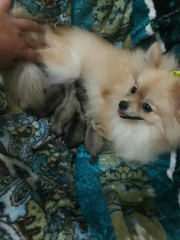 Lulu da Pomerania com Pedigree