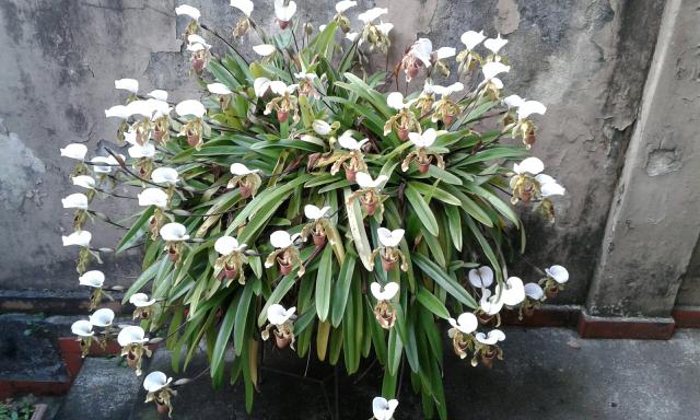 mudas orquidea sapatinho 🥇 【 OFERTAS 】 | Vazlon Brasil
