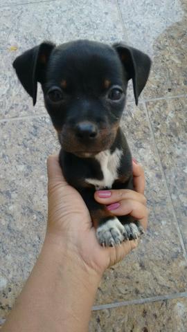 Pinscher c/ salsichinha